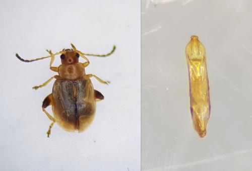 Réf. 253 333 : Aphthona lutescens